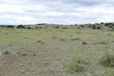 ruta 39, a 47 km de punta del este, venta de  campo ganadero, muy panorámico y con cañadas. - gor25092p