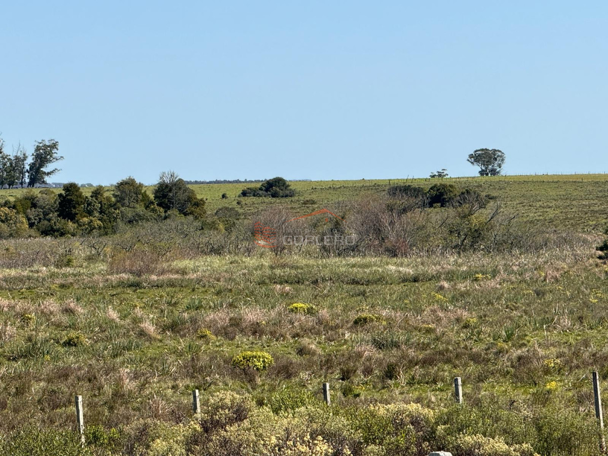 Venta de campo  en Rocha 195 has con arroyo - GoPunta - Portal Inmobiliario de Punta del Este - Maldonado