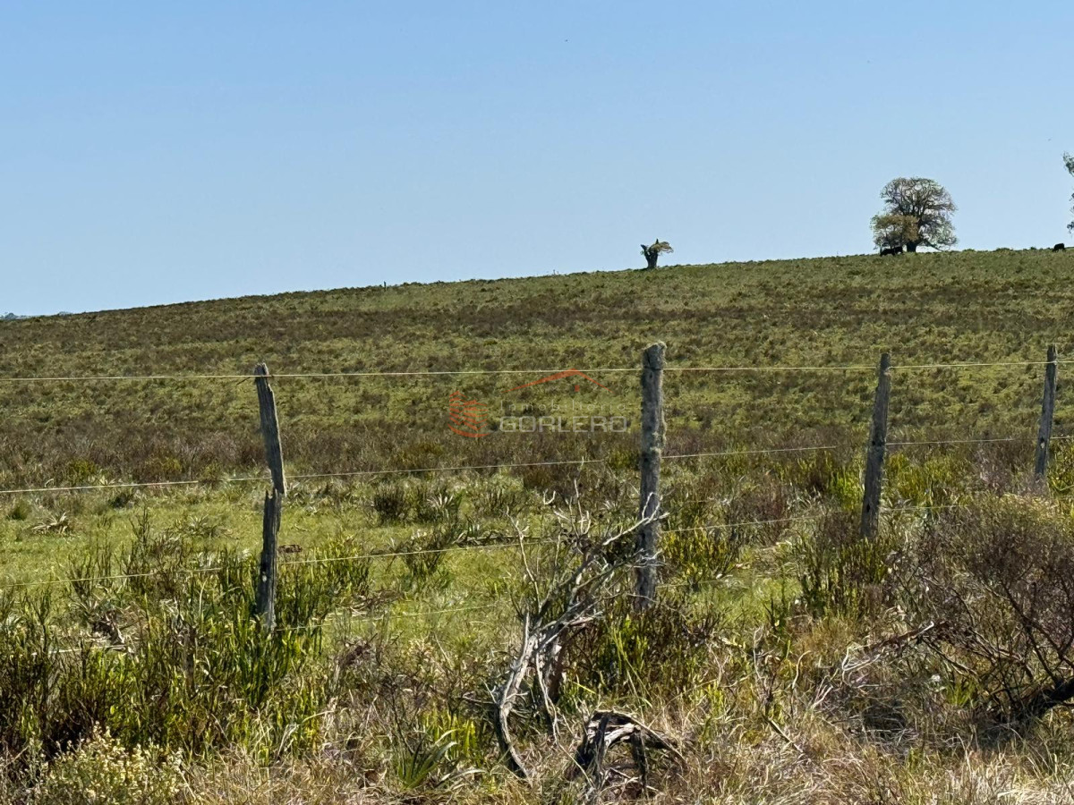 Venta de campo  en Rocha 195 has con arroyo - GoPunta - Portal Inmobiliario de Punta del Este - Maldonado