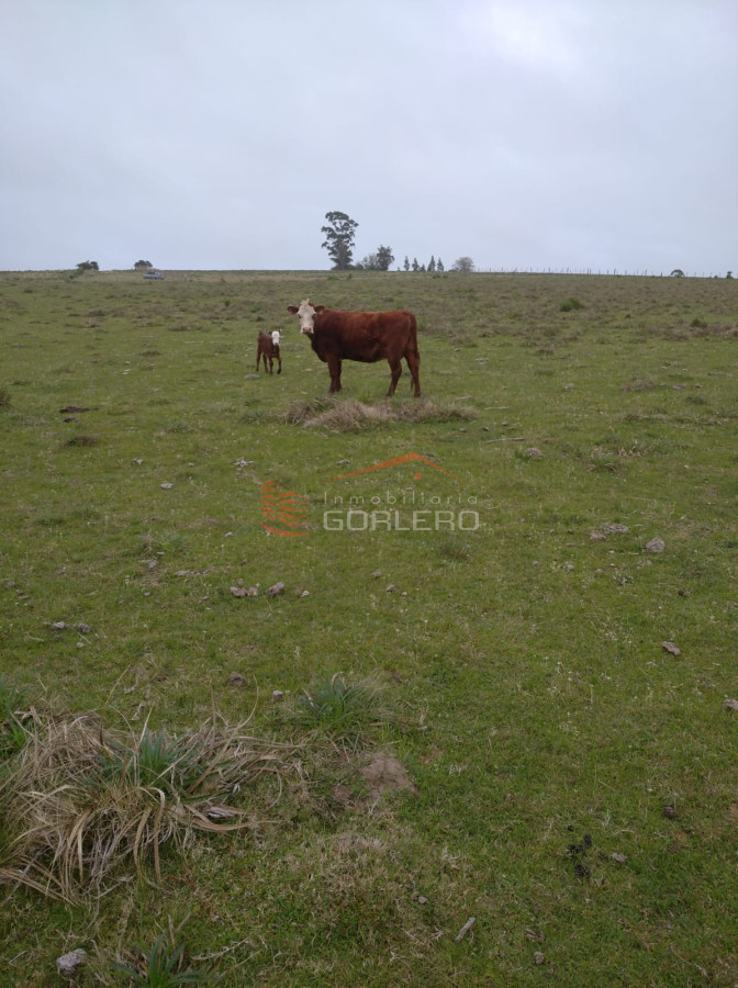 Venta de campo 35 hás Rocha, con mejoras - GoPunta - Portal Inmobiliario de Punta del Este - Maldonado