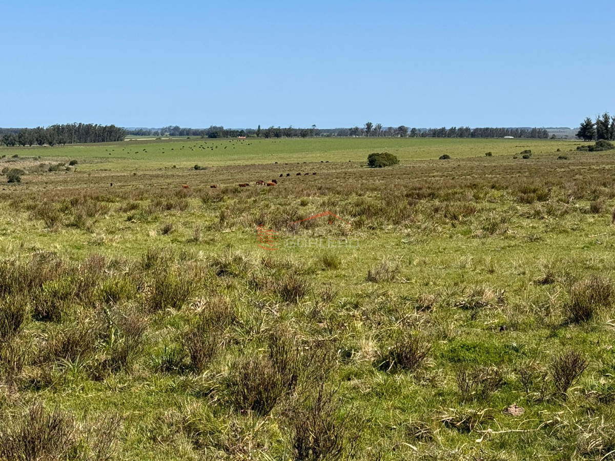 Venta de campo  en Rocha 195 has con arroyo - GoPunta - Portal Inmobiliario de Punta del Este - Maldonado