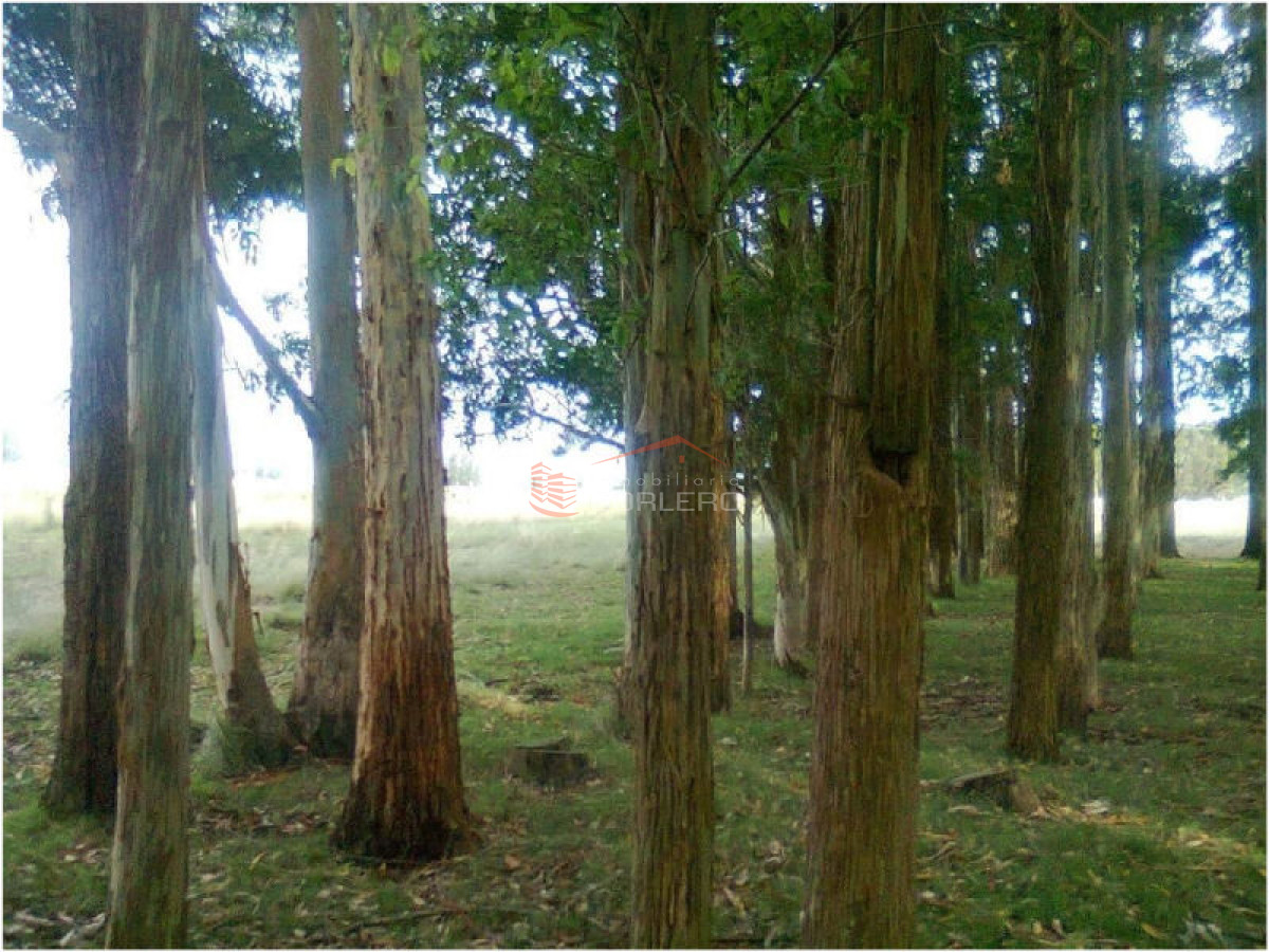 Campo 100 has Agricola Ganadero a 20 minutos de Punta y 1 hora de Mdeo - GoPunta - Portal Inmobiliario de Punta del Este - Maldonado
