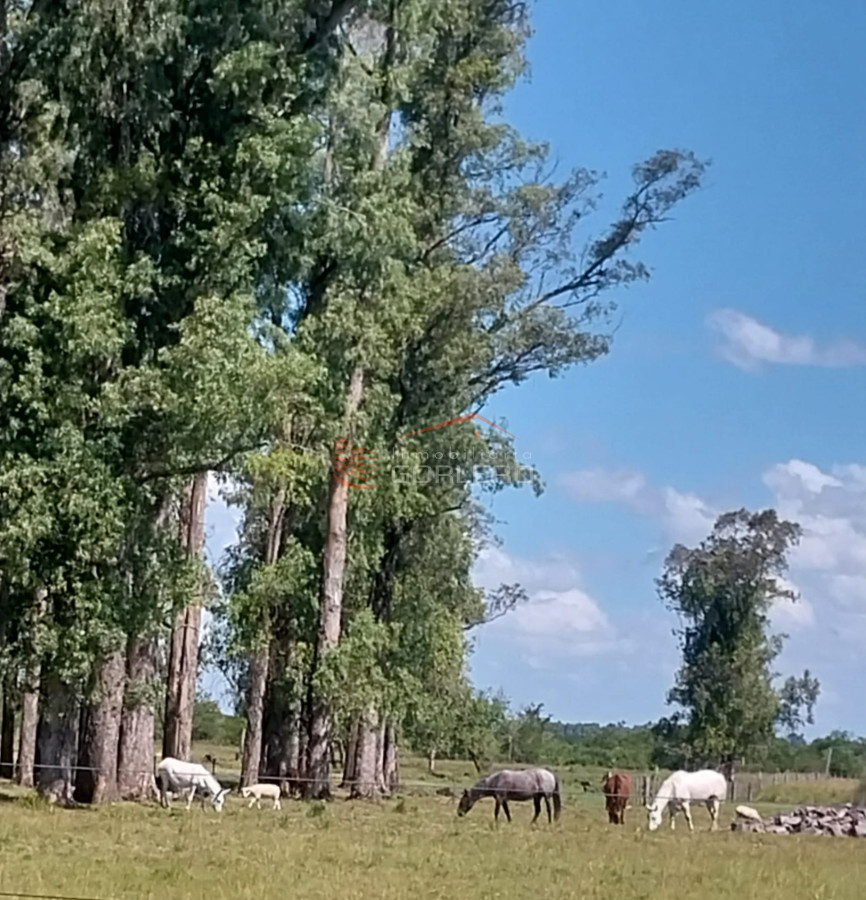 Venta de campo ganadero turístico en Cerro Largo con más de 300 hás - GoPunta - Portal Inmobiliario de Punta del Este - Maldonado