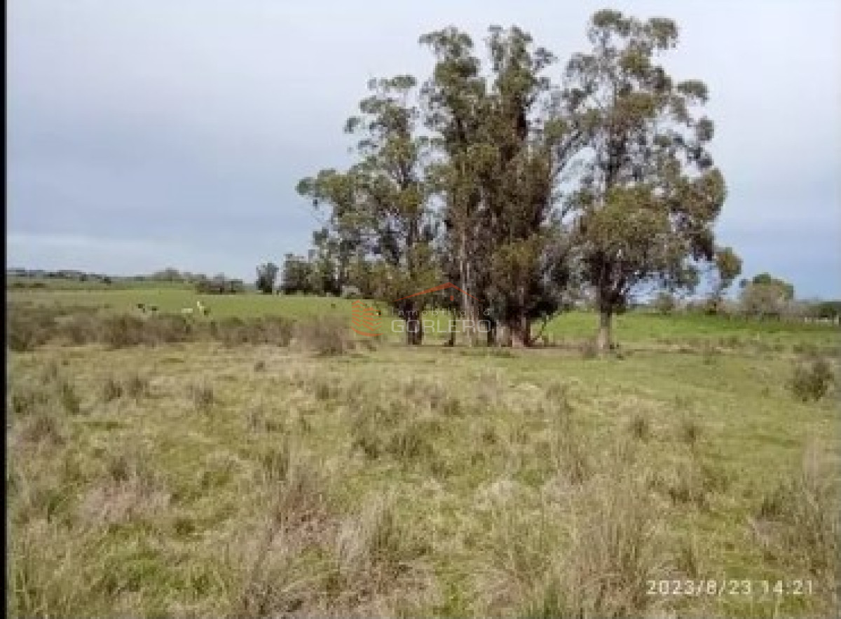 Venta de 70 has campo  en Canelones, - GoPunta - Portal Inmobiliario de Punta del Este - Maldonado