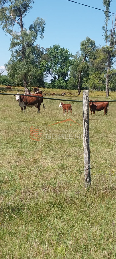 Venta de campo ganadero turístico en Cerro Largo con más de 300 hás - GoPunta - Portal Inmobiliario de Punta del Este - Maldonado