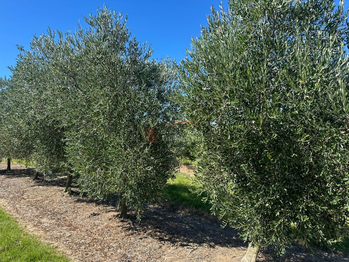 Venta campo con Olivos en Maldonado - GoPunta - Portal Inmobiliario de Punta del Este - Maldonado