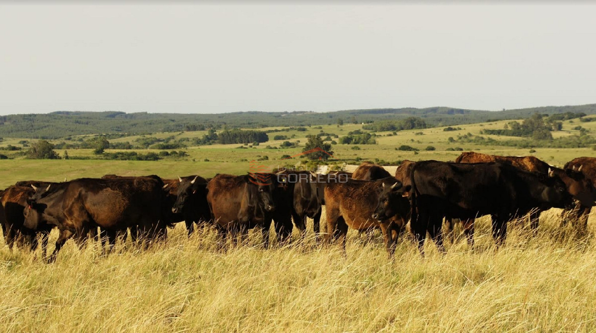 Venta de Excelente campo en Garzón, casi 60 hás a poco del Pueblo - GoPunta - Portal Inmobiliario de Punta del Este - Maldonado