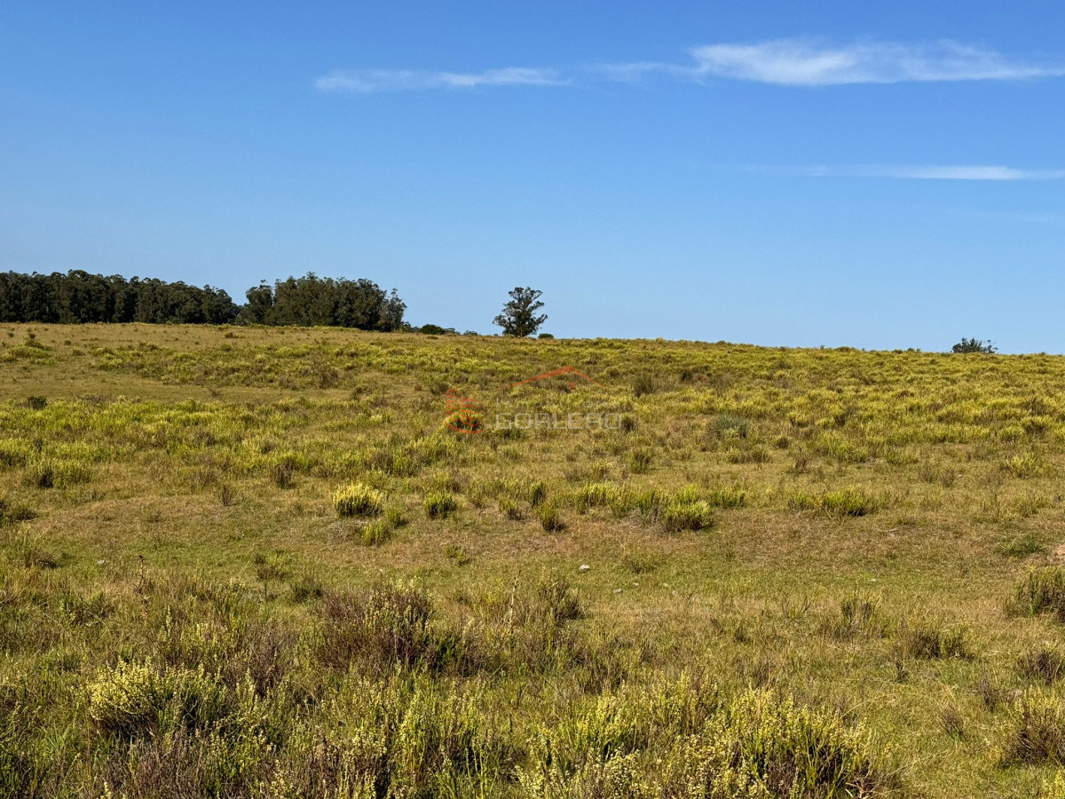 Venta de campo en Rocha, a pocos km de Garzón y de ciudad de Rocha - GoPunta - Portal Inmobiliario de Punta del Este - Maldonado