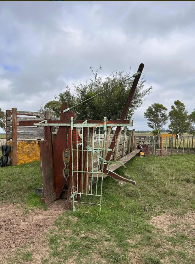 Campo  Ganadero en Florida, casi 100 hás - GoPunta - Portal Inmobiliario de Punta del Este - Maldonado