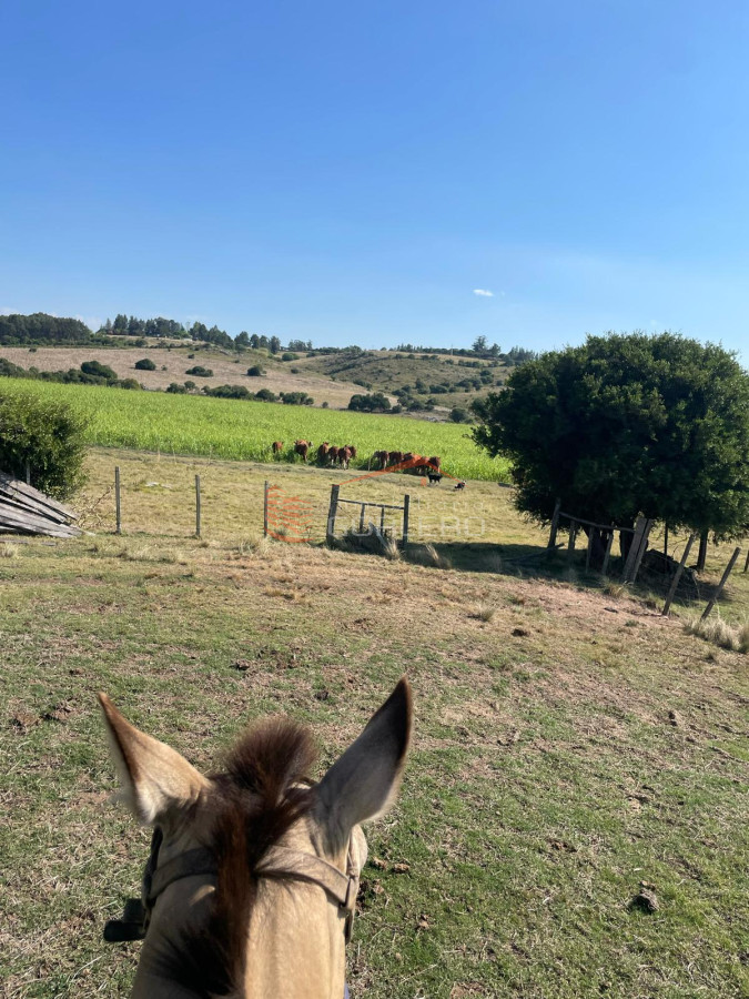 Venta de Campo en Ruta 12 próximo a Pueblo Edén 270 hás - GoPunta - Portal Inmobiliario de Punta del Este - Maldonado