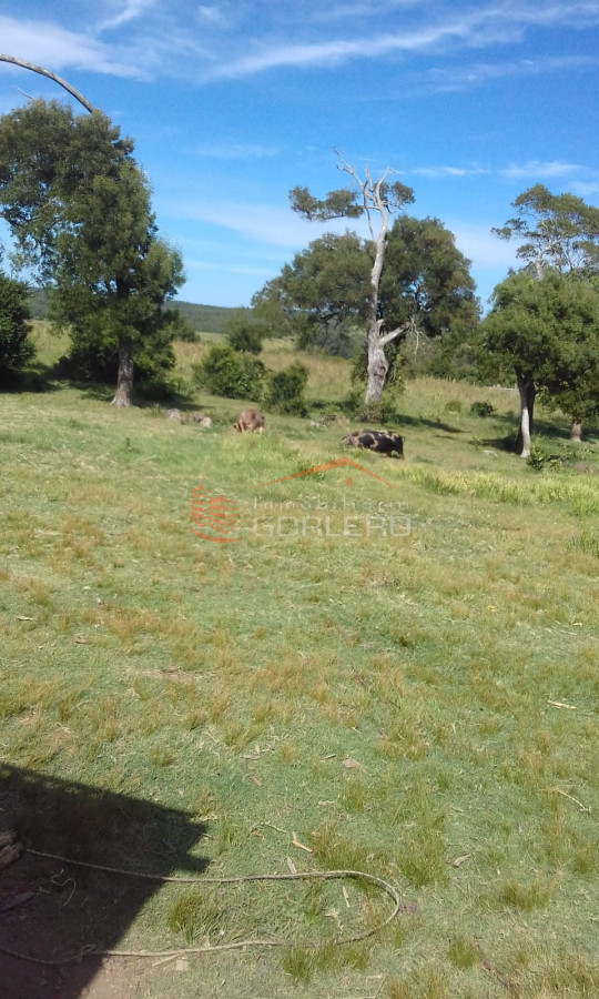 Rocha, campo ganadero con 78 has - GoPunta - Portal Inmobiliario de Punta del Este - Maldonado
