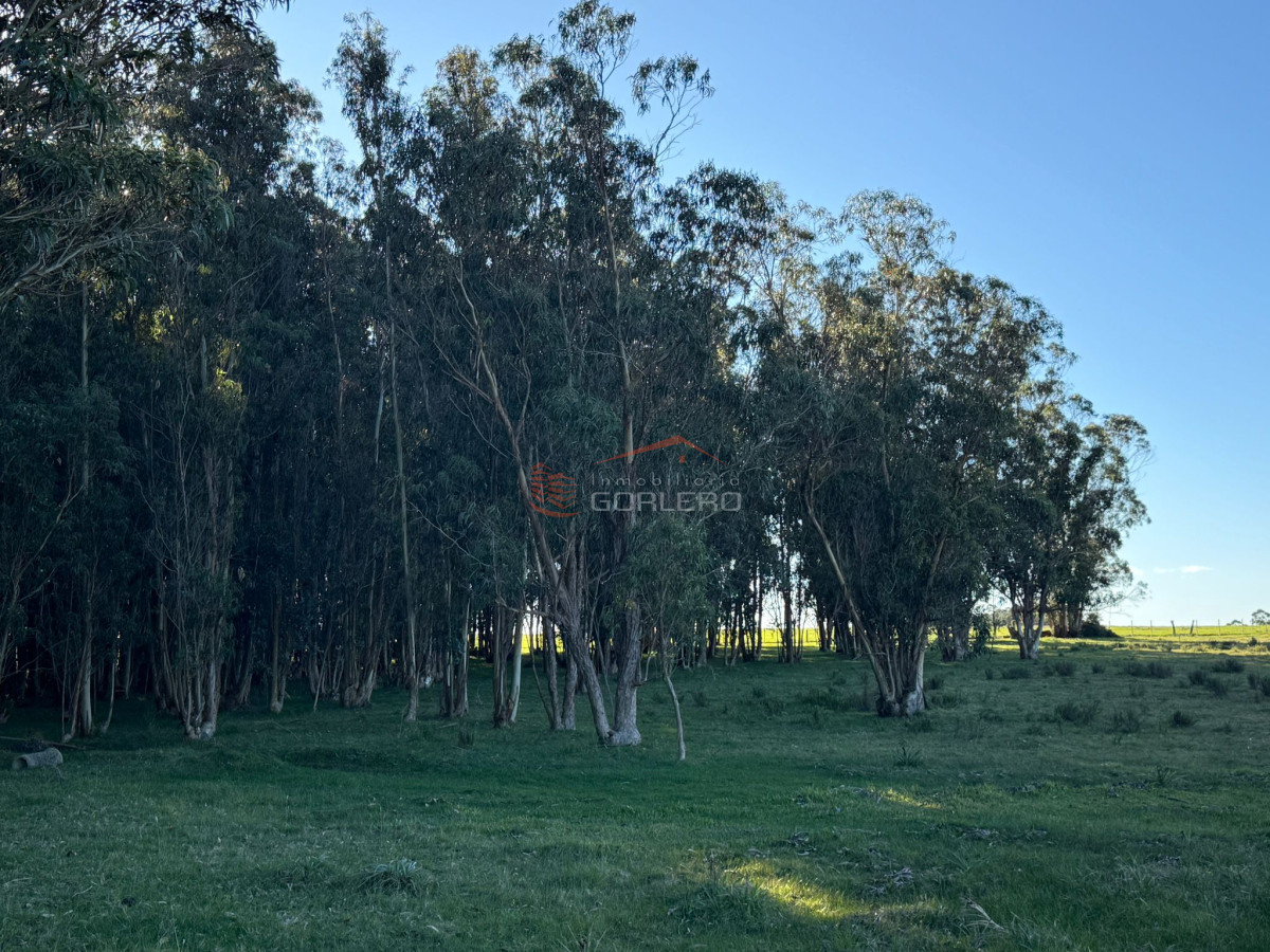 Campo en Venta en  Rocha,  Excelente ubicación, con arroyo, mejorado - GoPunta - Portal Inmobiliario de Punta del Este - Maldonado