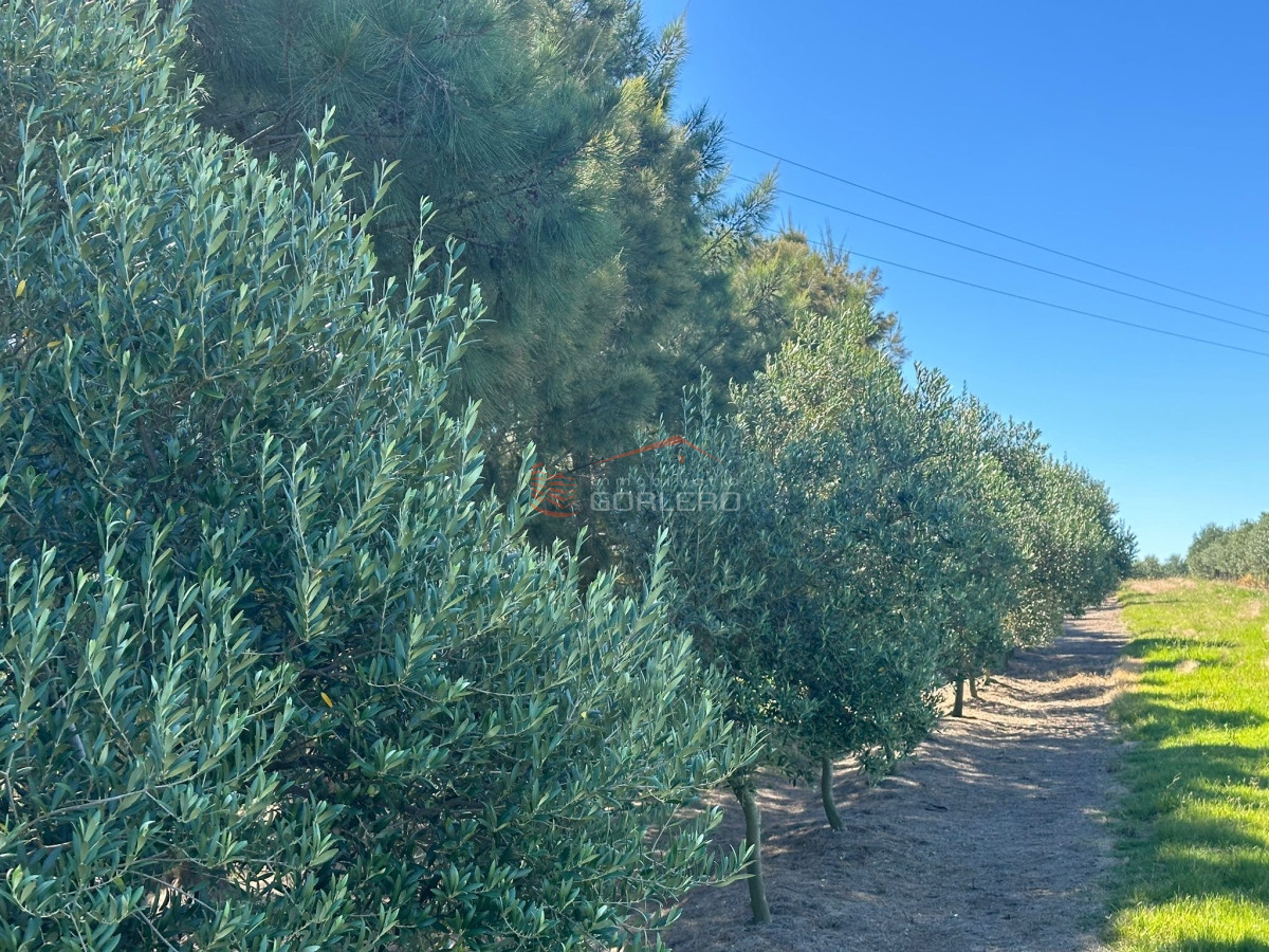 Venta campo con Olivos en Maldonado - GoPunta - Portal Inmobiliario de Punta del Este - Maldonado