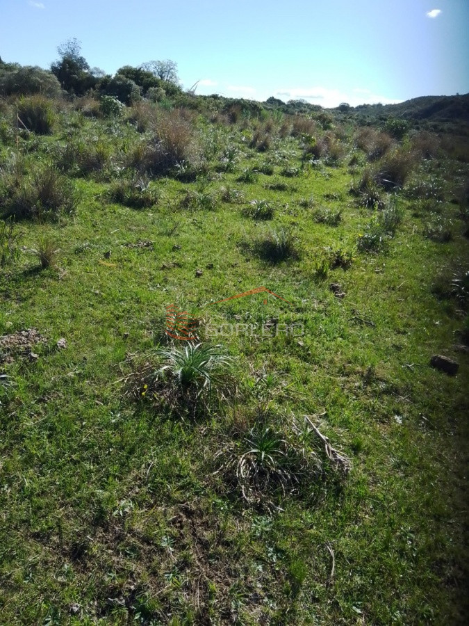 Rocha, campo ganadero con 78 has - GoPunta - Portal Inmobiliario de Punta del Este - Maldonado