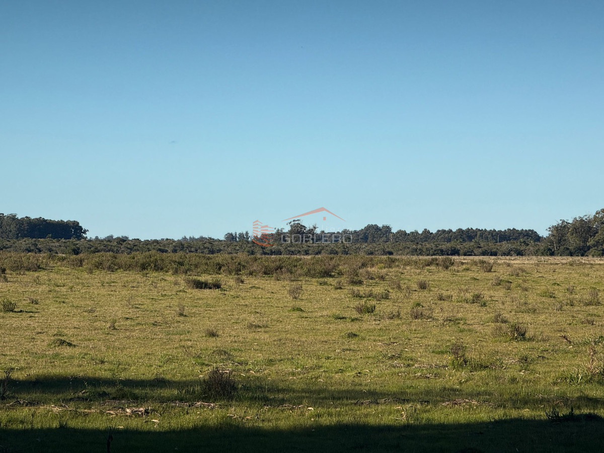Campo en Venta en  Rocha,  Excelente ubicación, con arroyo, mejorado - GoPunta - Portal Inmobiliario de Punta del Este - Maldonado