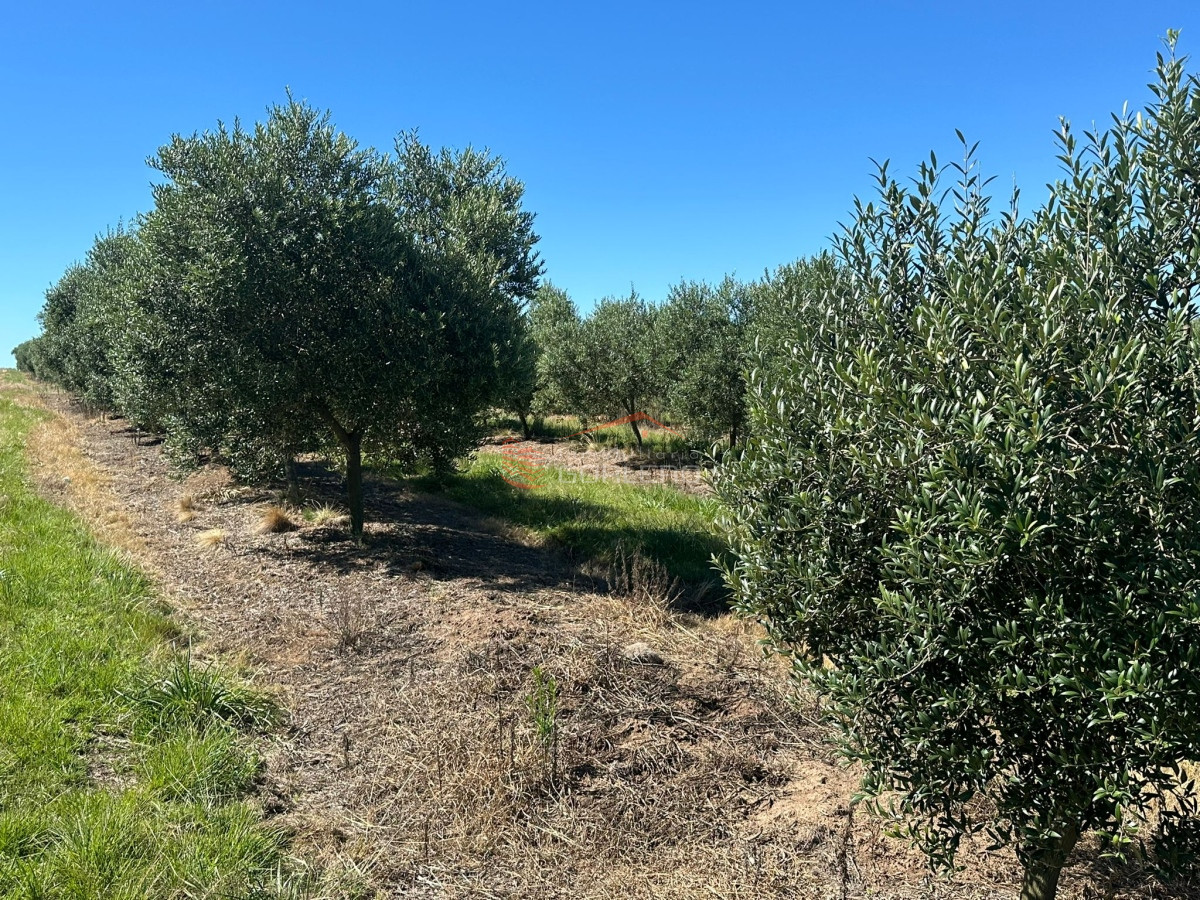 Venta campo con Olivos en Maldonado - GoPunta - Portal Inmobiliario de Punta del Este - Maldonado