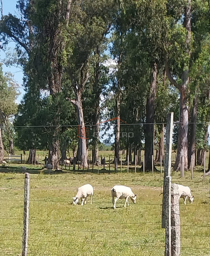 Venta de campo ganadero turístico en Cerro Largo con más de 300 hás - GoPunta - Portal Inmobiliario de Punta del Este - Maldonado