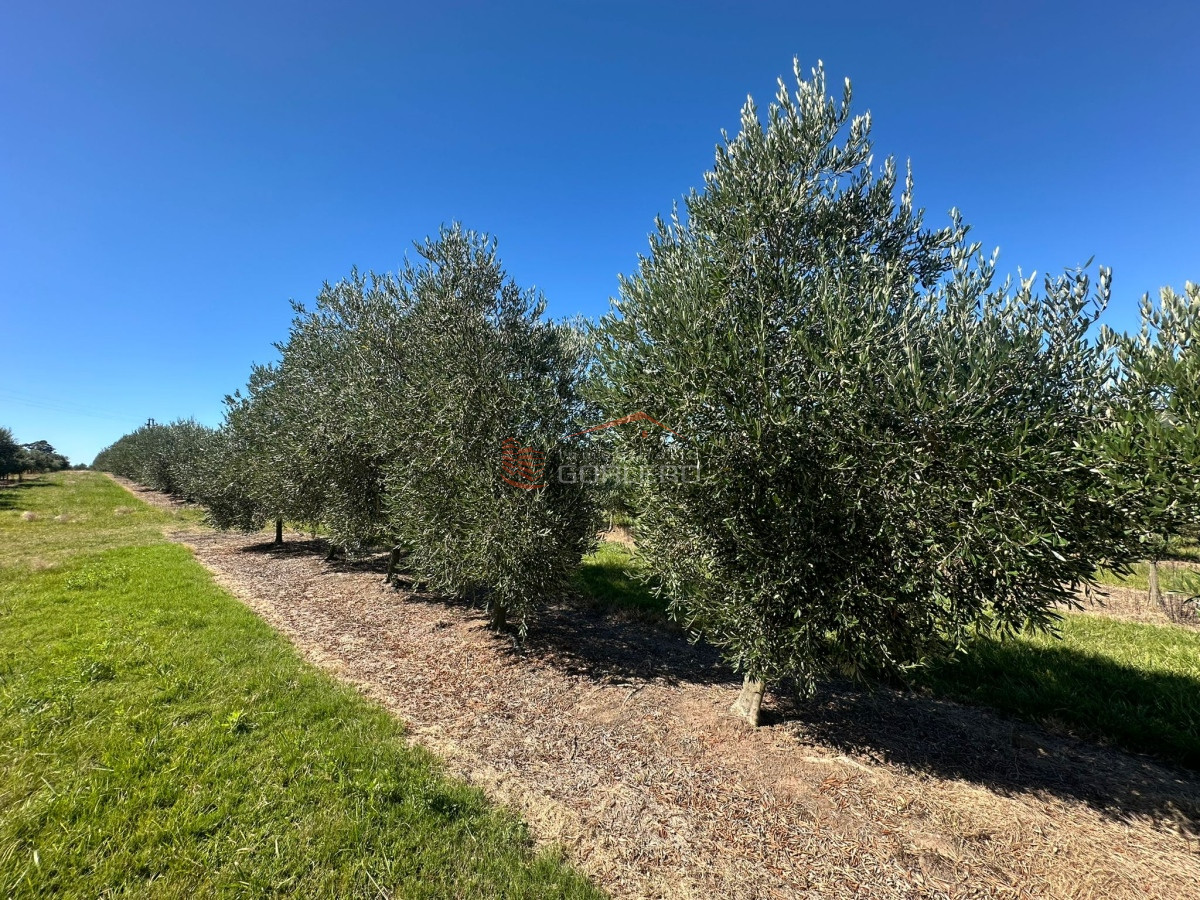 Venta campo con Olivos en Maldonado - GoPunta - Portal Inmobiliario de Punta del Este - Maldonado