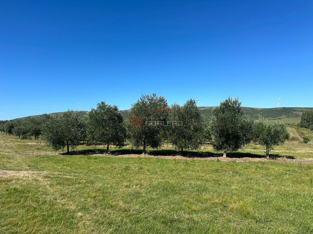 Venta campo con Olivos en Maldonado - GoPunta - Portal Inmobiliario de Punta del Este - Maldonado