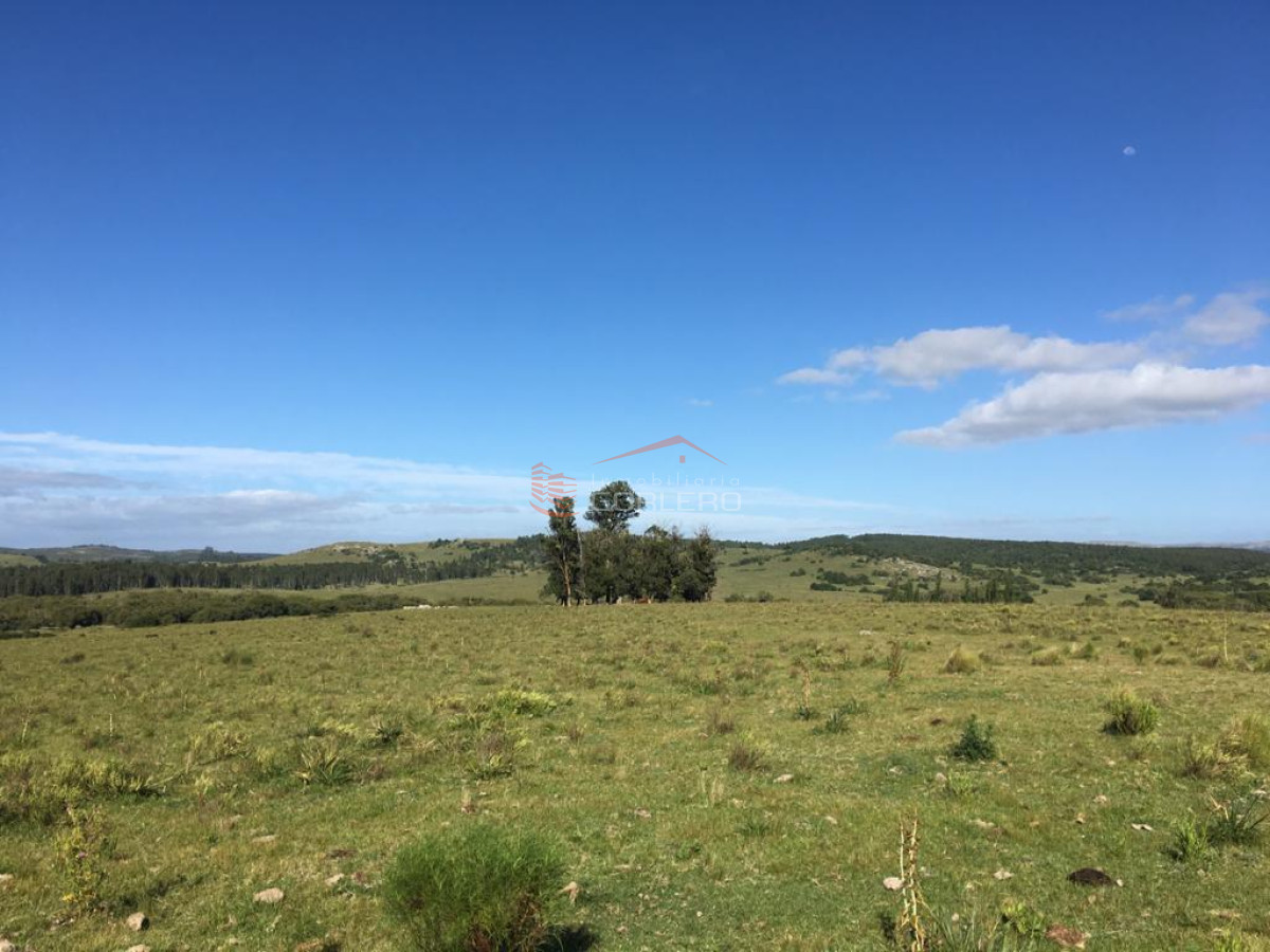 Rocha, venta de campo 160 has ganadero - GoPunta - Portal Inmobiliario de Punta del Este - Maldonado