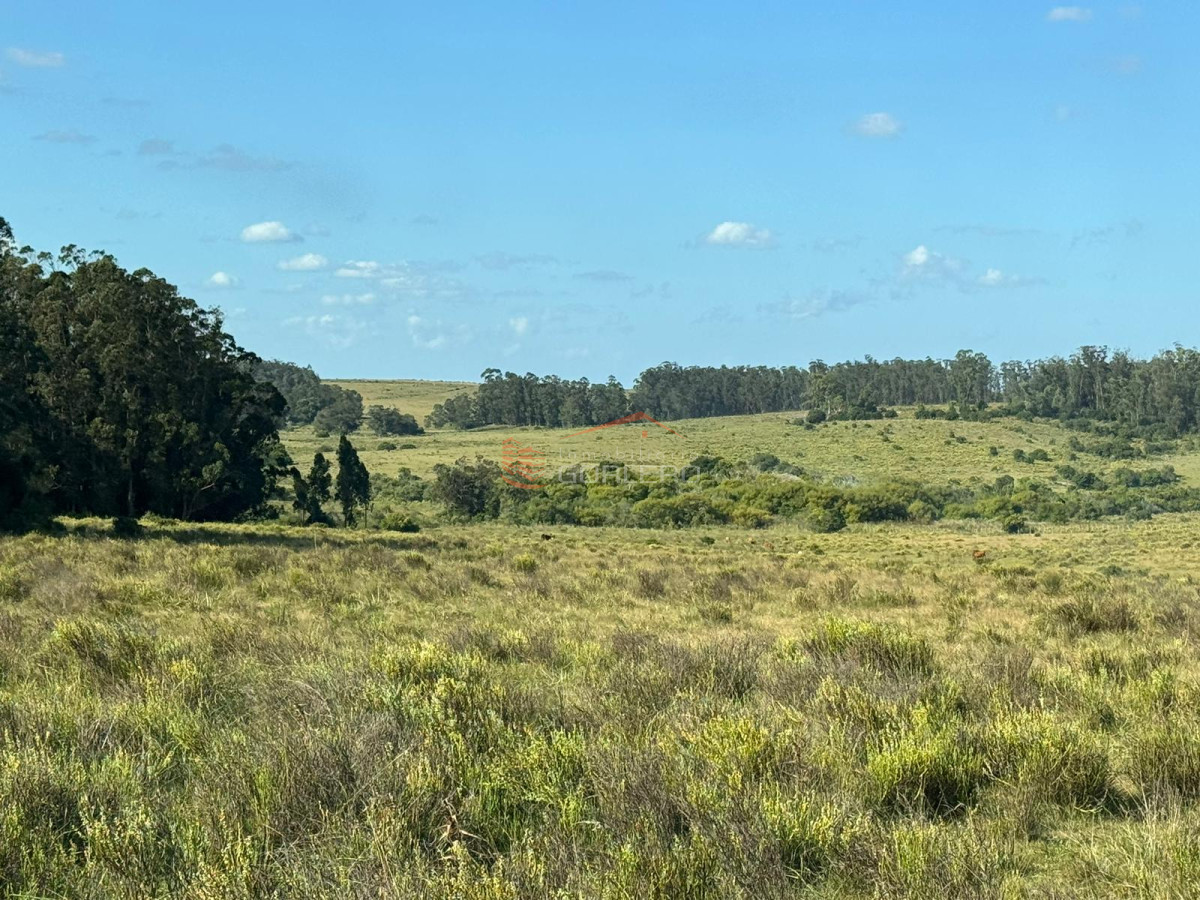 Venta de campo en Rocha, a pocos km de Garzón y de ciudad de Rocha - GoPunta - Portal Inmobiliario de Punta del Este - Maldonado
