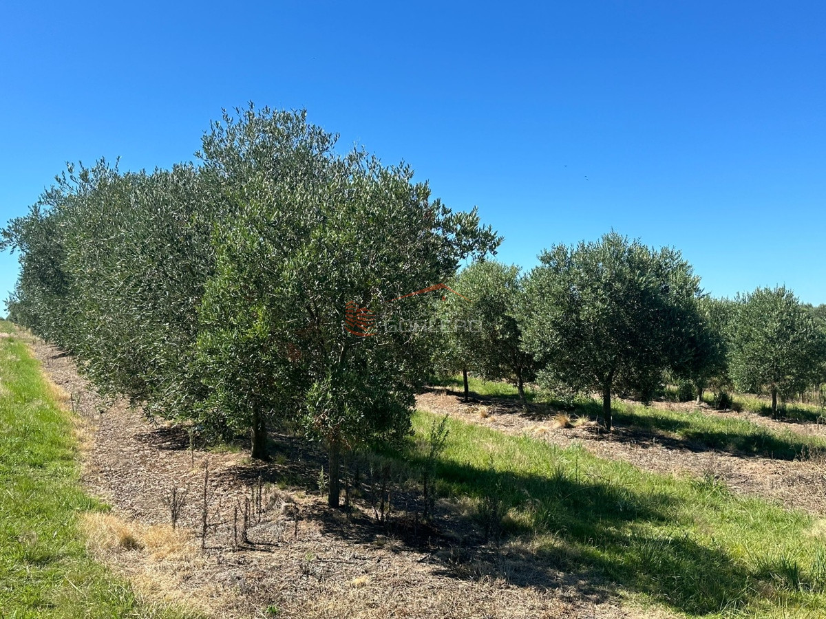 Venta campo con Olivos en Maldonado - GoPunta - Portal Inmobiliario de Punta del Este - Maldonado