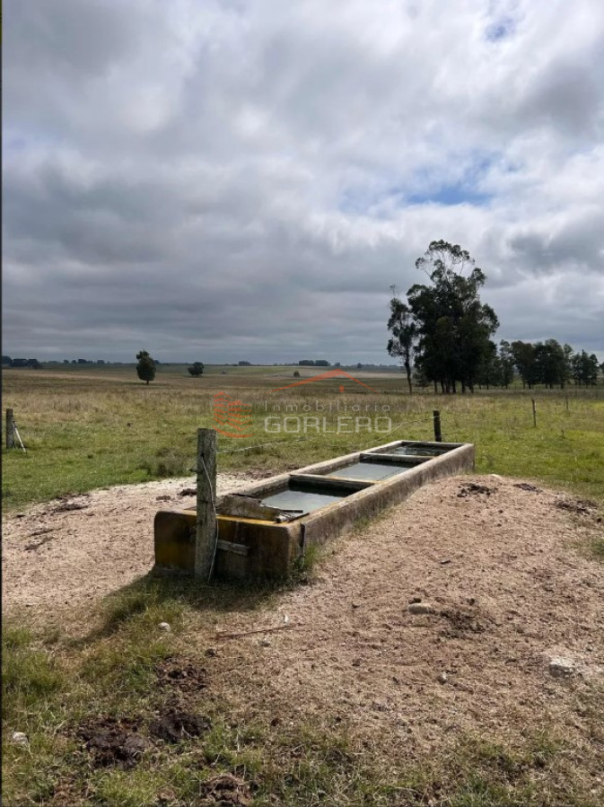Campo  Ganadero en Florida, casi 100 hás - GoPunta - Portal Inmobiliario de Punta del Este - Maldonado