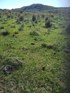 Rocha, campo ganadero con 78 has