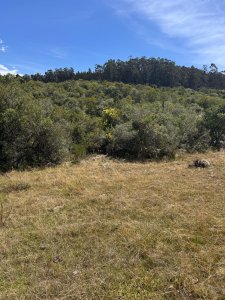 Campo en Lavalleja, zona Campanero, 30 has con cañadas permanente