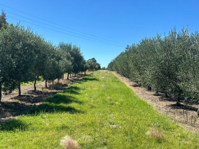Venta campo con Olivos en Maldonado