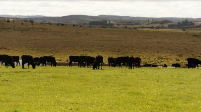 Venta de Excelente campo en Garzón, casi 60 hás a poco del Pueblo 