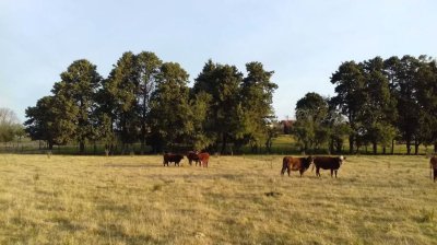 Campo en Uruguay, Maldonado, Solis