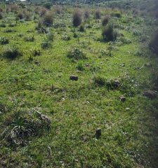 Rocha, campo ganadero con 78 has