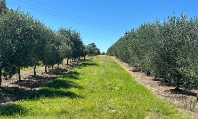 Venta campo con Olivos en Maldonado