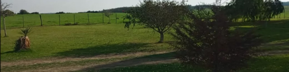 Campo en Flores - JUAN CASTRO