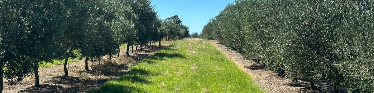 Venta campo con Olivos en Maldonado