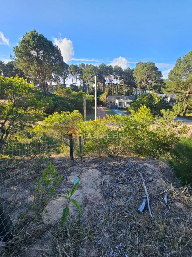Chihuahua - GoPunta - Portal Inmobiliario de Punta del Este - Maldonado