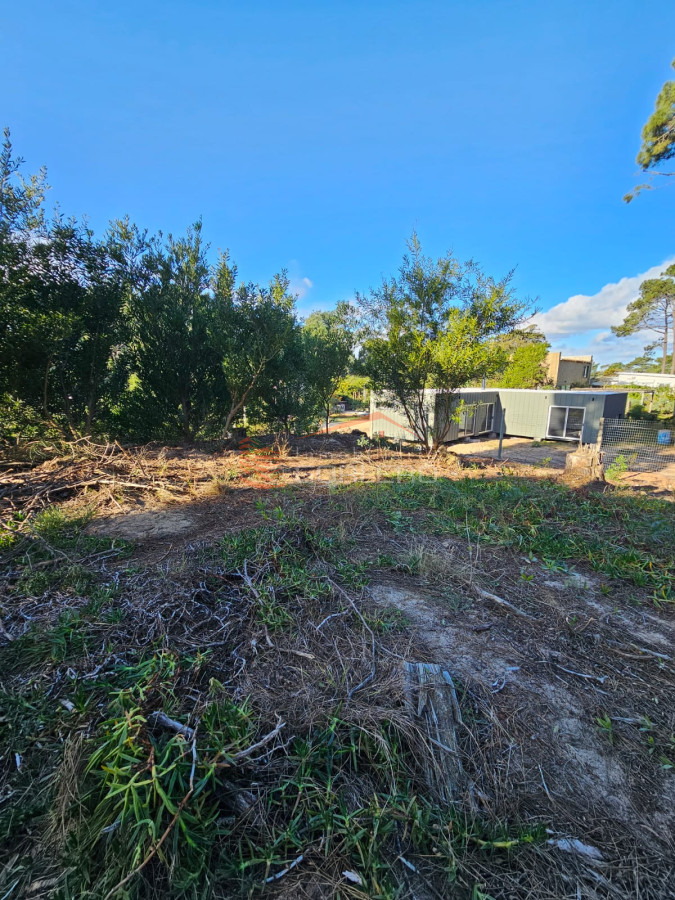 Chihuahua - GoPunta - Portal Inmobiliario de Punta del Este - Maldonado
