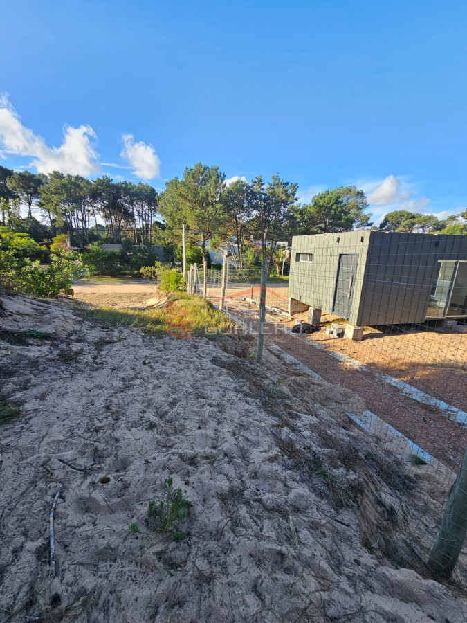Chihuahua - GoPunta - Portal Inmobiliario de Punta del Este - Maldonado
