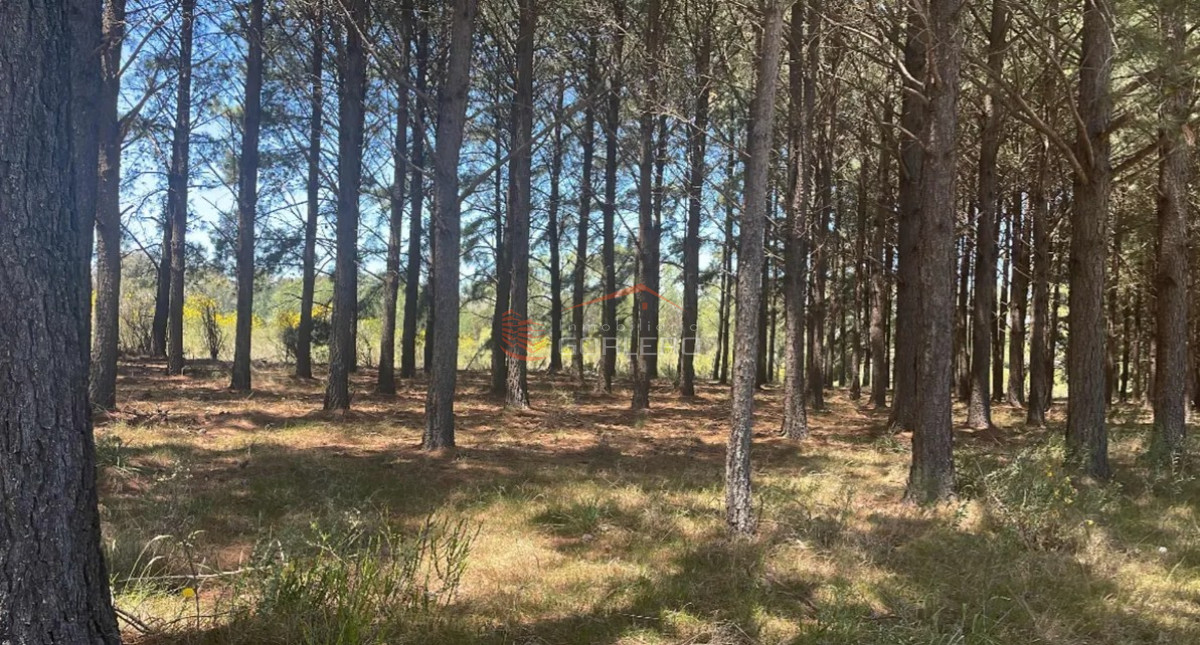 Chacras del Pinar - GoPunta - Portal Inmobiliario de Punta del Este - Maldonado