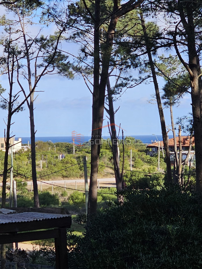 Chihuahua - GoPunta - Portal Inmobiliario de Punta del Este - Maldonado