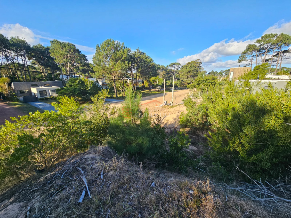Chihuahua - GoPunta - Portal Inmobiliario de Punta del Este - Maldonado