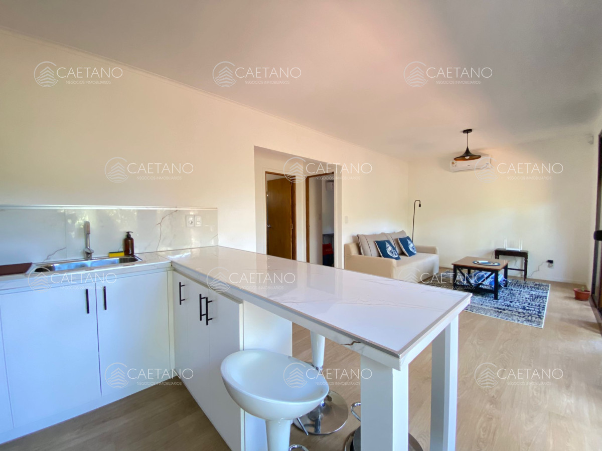 Chihuahua - GoPunta - Portal Inmobiliario de Punta del Este - Maldonado
