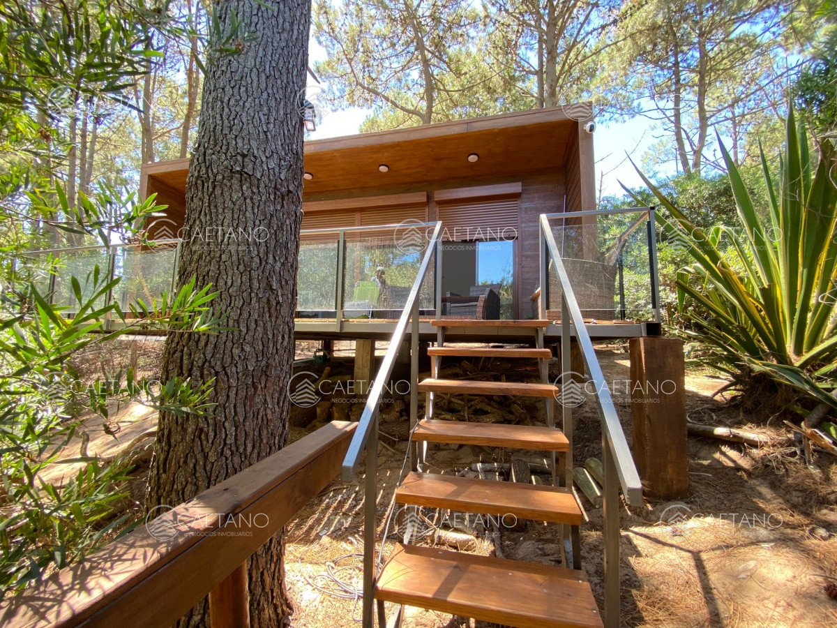 Chihuahua - GoPunta - Portal Inmobiliario de Punta del Este - Maldonado