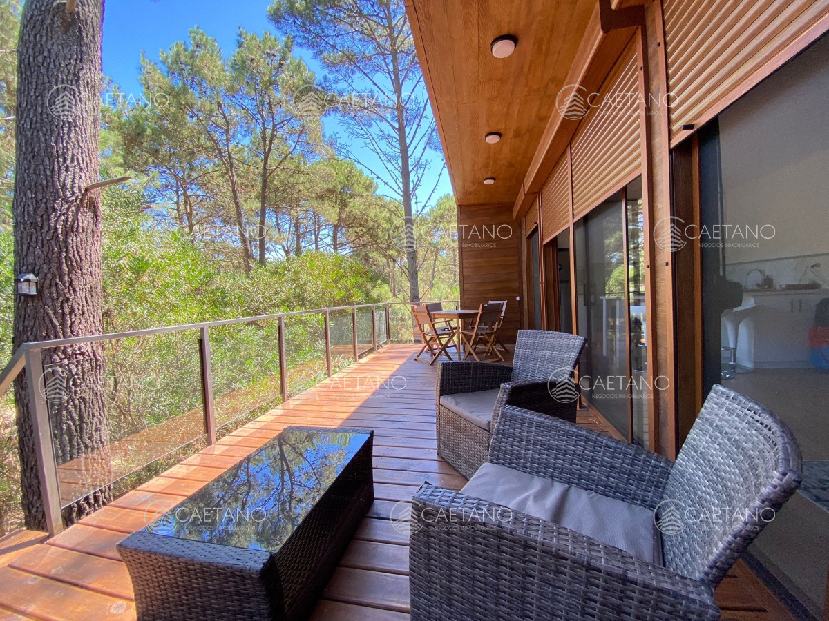 Chihuahua - GoPunta - Portal Inmobiliario de Punta del Este - Maldonado