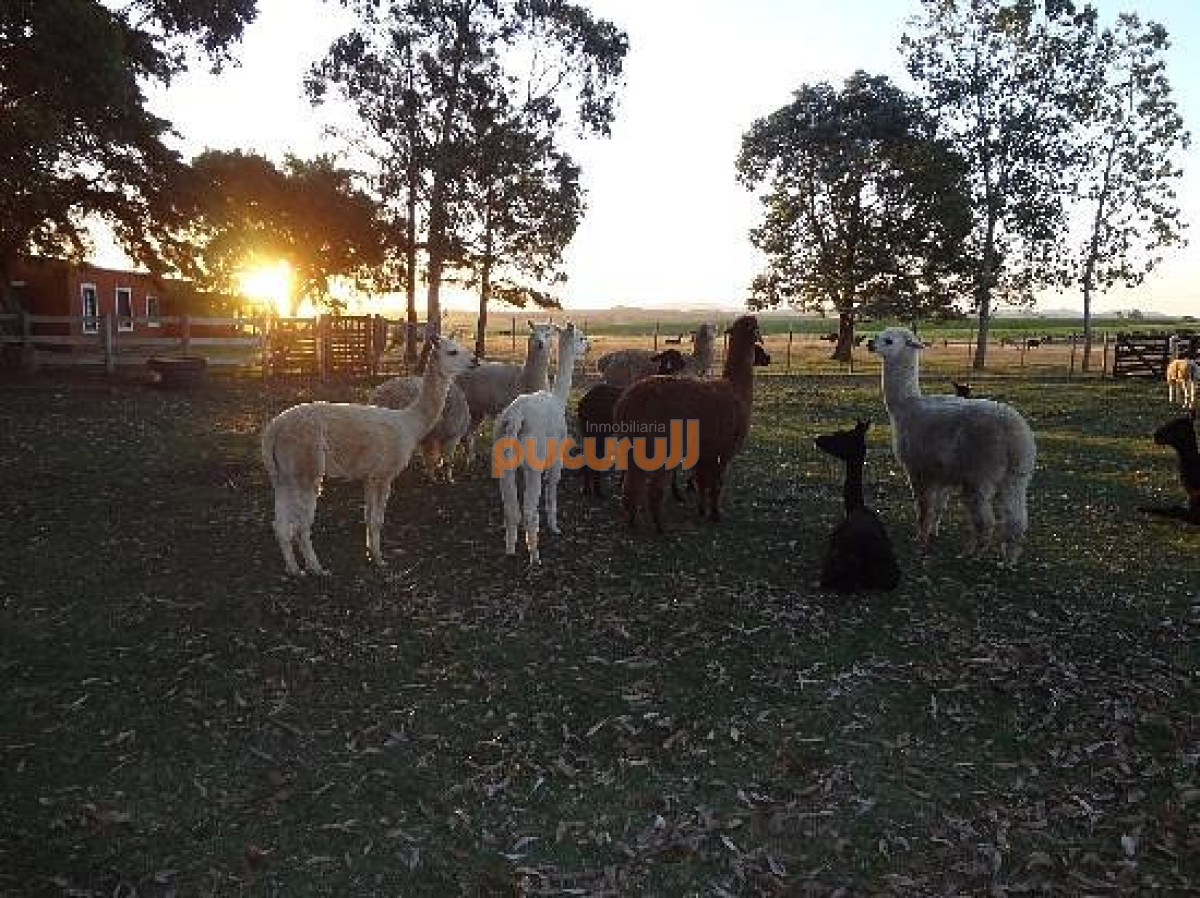 Chacra ID.1860 - Chacra en venta en Maldonado, Ruta 9 Casi Ruta 12
