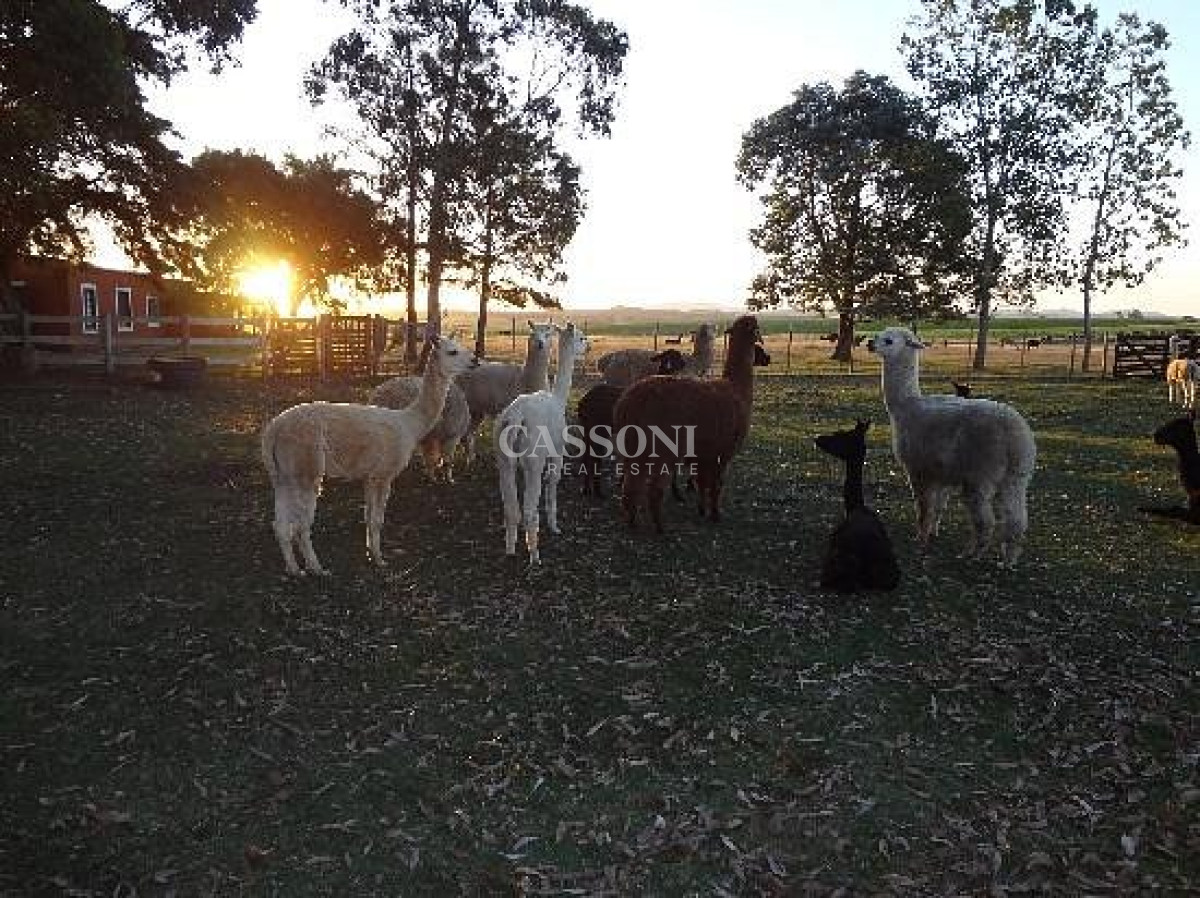 Chacra ID.3347 - Chacra en venta en Maldonado, Ruta 9 Casi Ruta 12
