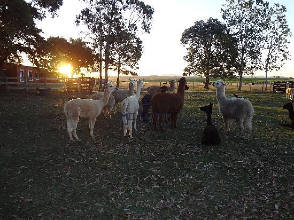 Chacra ID.523/ - Chacra en venta en Maldonado, Ruta 9 Casi Ruta 12