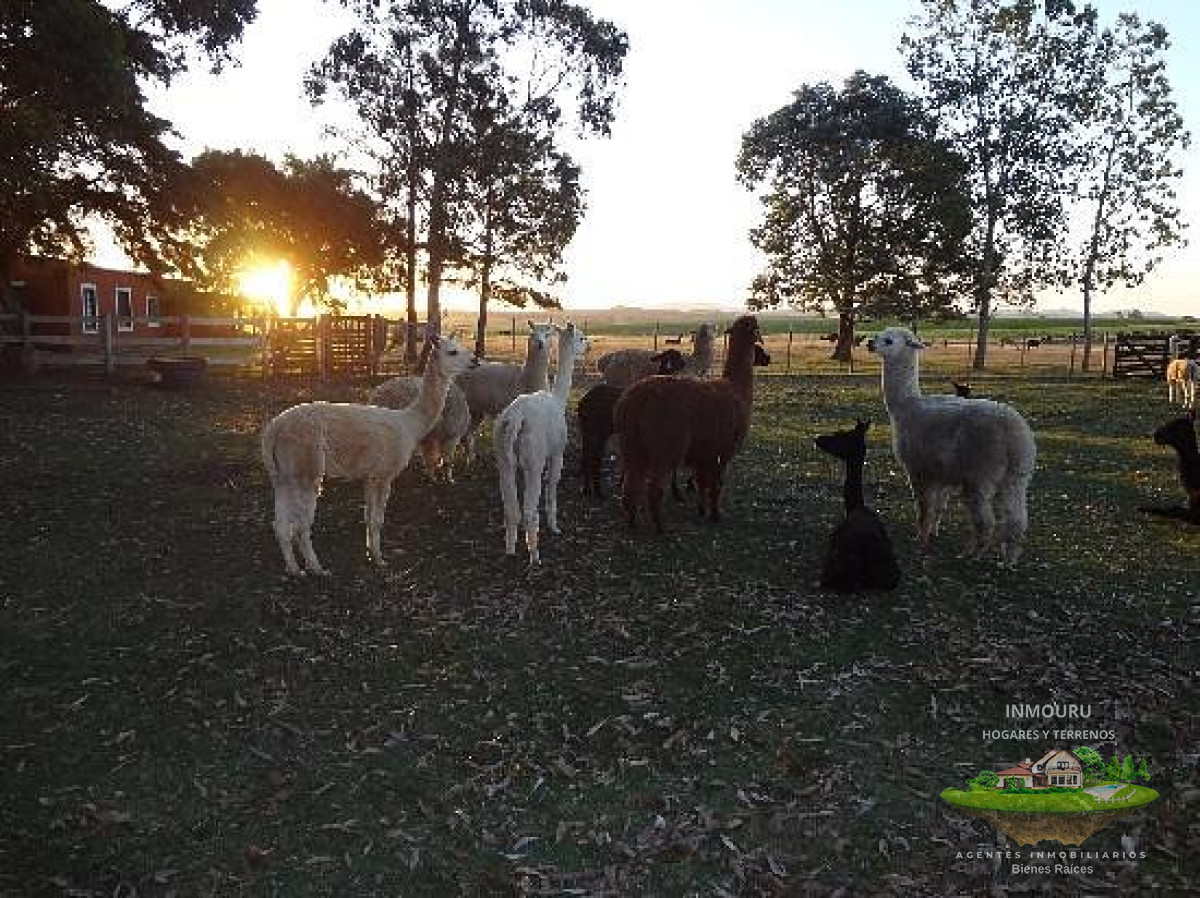Chacra ID.800 - Chacra en venta en Maldonado, Ruta 9 Casi Ruta 12