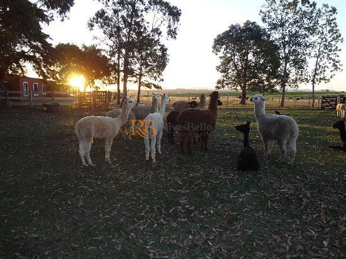 Chacra ID.93 - Chacra en venta en Maldonado, Ruta 9 Casi Ruta 12